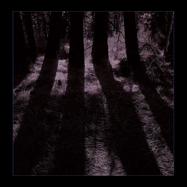 Redemption, Ponserosa Forest, Oregon Cascades,  High Cascade Studios.