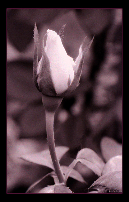 New Life, Heirloom Rose, Portland Rose Garden  High Cascade Studios.