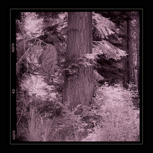 Forest Scene, Oregon Cascades,  High Cascade Studios.